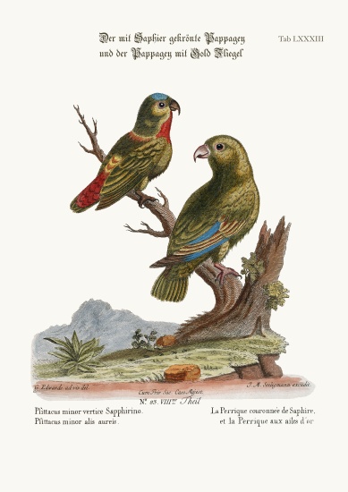 The Sapphire-crowned Parrakeet, and the Golden-winged Parrakeet von George Edwards