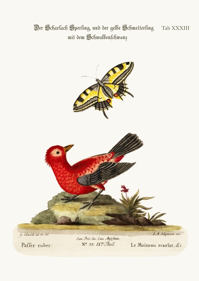 The Scarlet Sparrow and the Yellow Swallow-tailed Butterfly von George Edwards