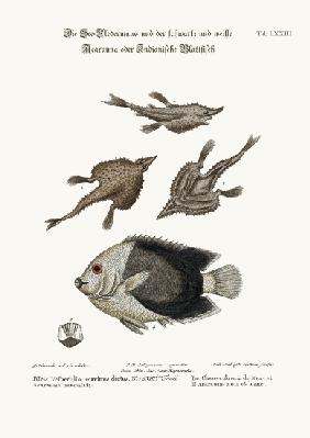 The Sea-Bat, and the Pyed Acarauna 1749-73