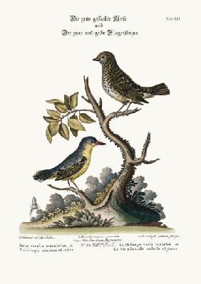 The Spotted Green Tit-Mouse, and the Grey and Yellow Flycatcher 1749-73