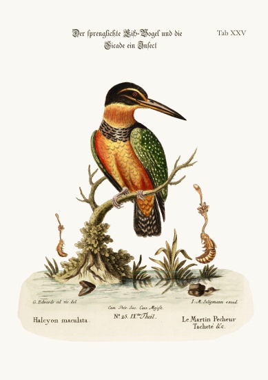 The Spotted Kingfisher von George Edwards