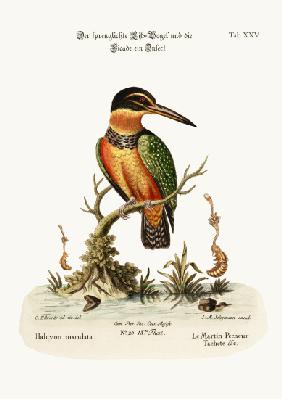 The Spotted Kingfisher 1749-73