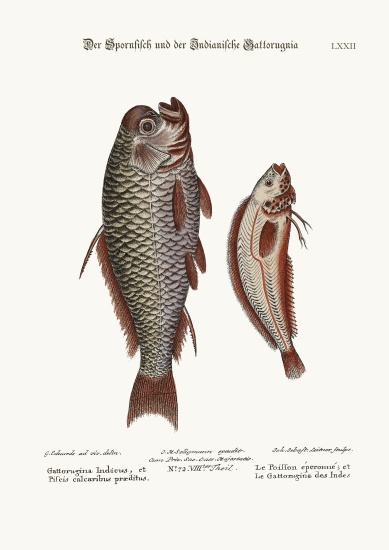 The Spur-Fish, and the Indian Gattorugina von George Edwards