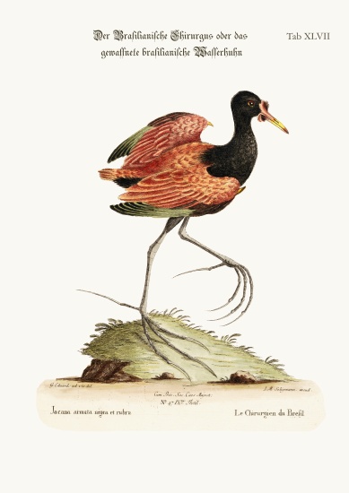 The Spur-winged Water-hen of Brasil von George Edwards