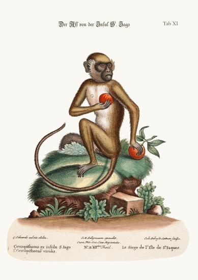 The St. Jago Monkey von George Edwards