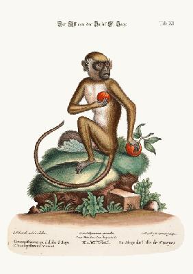 The St. Jago Monkey 1749-73