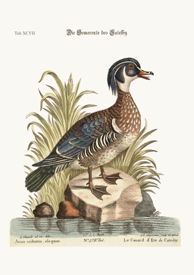 The Summer Duck of Catesby von George Edwards