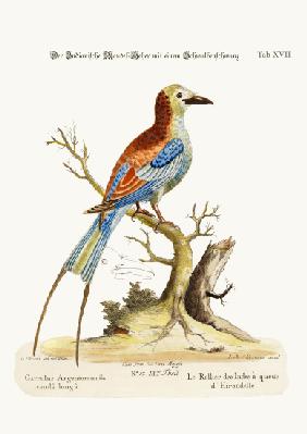 The Swallow-tailed Indian Roller 1749-73