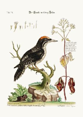 The three-toed Woodpecker 1749-73