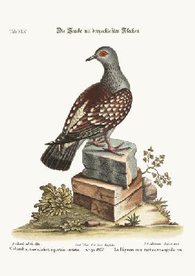 The triangular Spotted Pigeon 1749-73