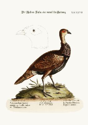 The Turkey-Pheasant, a mixed Species 1749-73