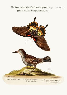 The Wall-creeper of Surinam and the Great Dusky Swallow-tailed Butterfly 1749-73