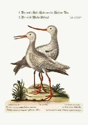 The White Godwit from Hudson's Bay. The White Red-Shank or Pool-Snipe 1749-73
