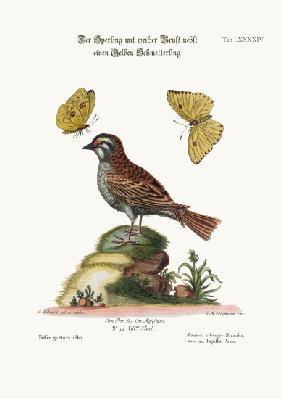 The White-throated Sparrow, and the Yellow Butterfly 1749-73