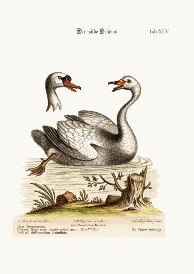 The Wild Swan von George Edwards