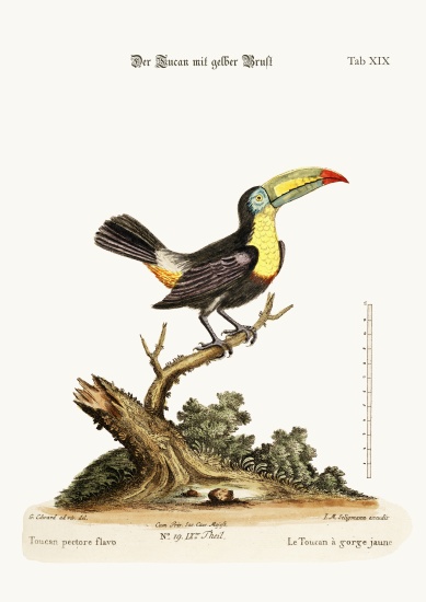 The Yellow-breated Toucan von George Edwards
