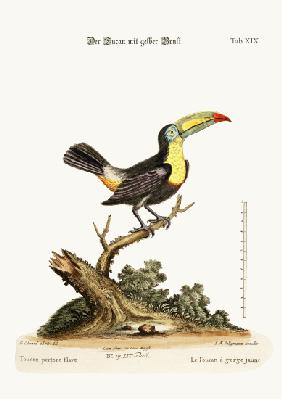 The Yellow-breated Toucan 1749-73