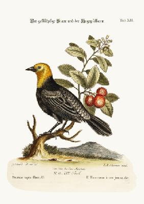 The Yellow-headed Starling. The Arbutus or Strawberry-Tree 1749-73