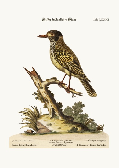 The Yellow Indian Starling von George Edwards