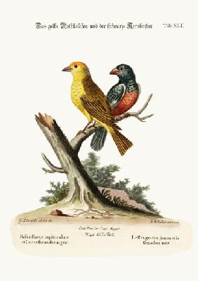 The Yellow Red-pole, and the Black Gros-beak 1749-73