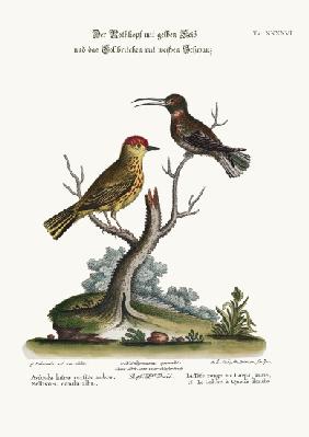 The Yellow Red-Pole, and the White-tailed Hummingbird 1749-73