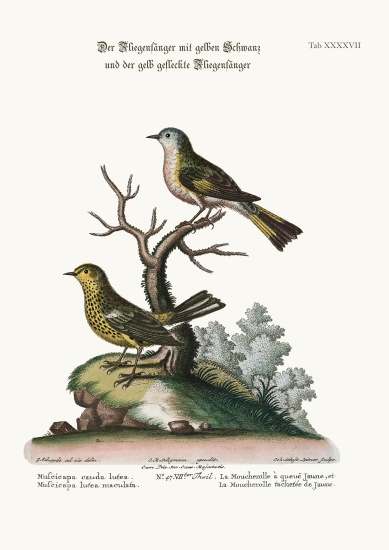 The Yellow-tailed Flycatcher, and the Spotted Yellow Flycatcher von George Edwards