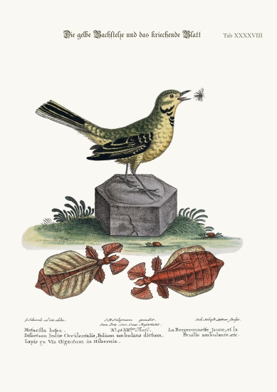 The Yellow Water-Wagtail and the Walking Leaf von George Edwards