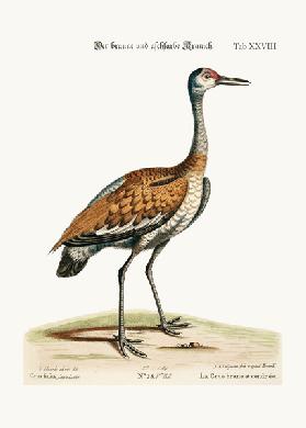 The Brown and Ash-coloured Crane 1749-73