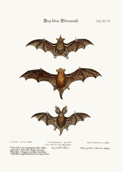 Three small Bats von George Edwards