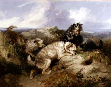 A Dandy Dinmont and Two Cairns Rabbiting von George Armfield