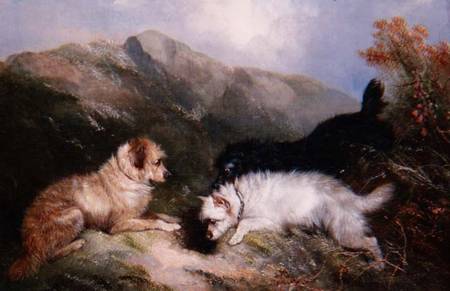 Terriers Rabbiting von George Armfield