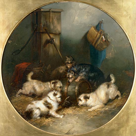 Terriers Ratting in a Barn von George Armfield