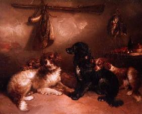 After the Shoot - A Quartet of Spaniels
