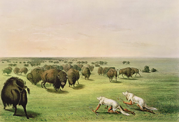 Hunting Buffalo Camouflaged with Wolf Skins, c.1832 von George Catlin
