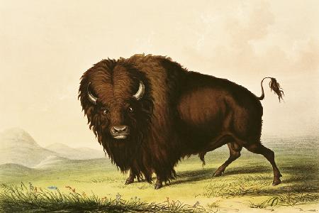 A Bison c. 1832
