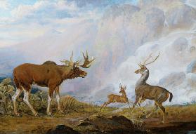 Earl of Orford's Elk, Antelope and Stag