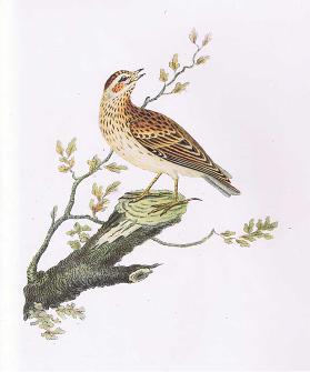 Woodlark, Nature in Britain, veröffentlicht von Collins, 1946 von Collins, 1946 0