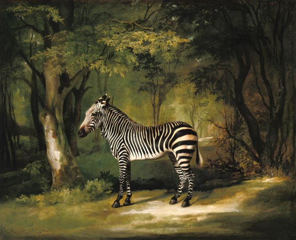 A Zebra von George Stubbs