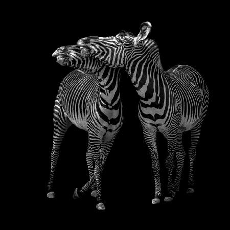 Zebras tanzen