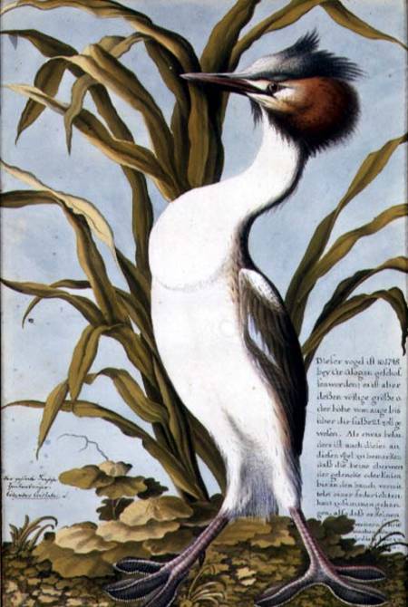 Great Crested Grebe (Podiceps cristatus) c.1748 von German School