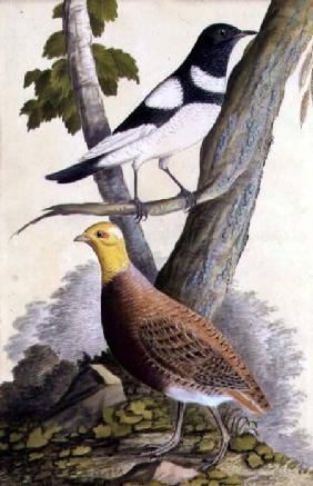 Black-Throated Thrush (Turdus ruficollis) and Partridge (Perdix perdix) c.1740  on