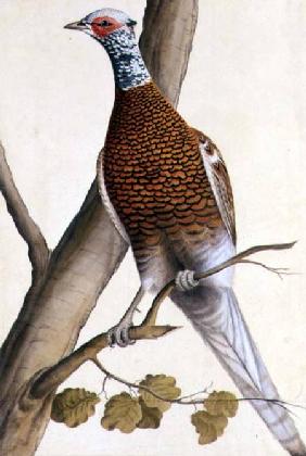White Pheasant c.1740  on