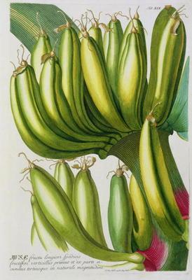 Banana, engraved by Johann Jakob Haid (1704-67) plate 19 from a botanical book, pub. by Augustus Vin 1755