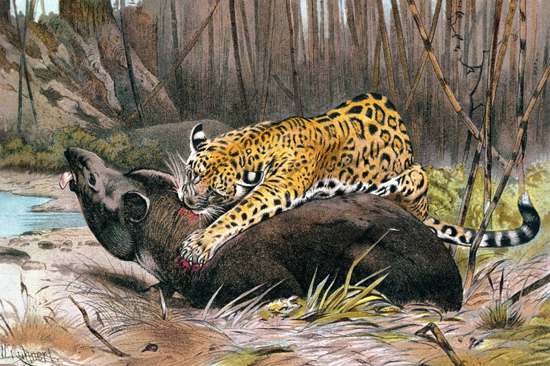Jaguar, plate from Brehms Tierleben: Allgemeine Kunde des Tierreichs, vol.1, p.494, published by Bib von German School, (19th century)