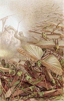 Swarm of Migratory Locusts, plate from Brehms Tierleben: Allgemeine Kunde des Tierreichs, vol.9, p.5 von German School, (19th century)