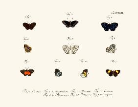 Butterflies 1783-1806