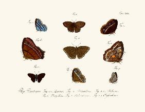 Butterflies 1783-1806