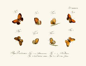 Butterflies 1783-1806