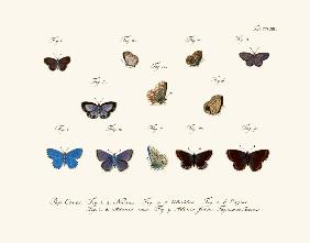 Butterflies 1783-1806