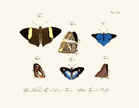 Butterflies 1783-1806